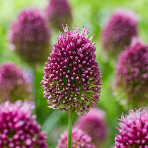 Allium für Bienen und Schmetterlinge: die besten Sorten